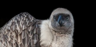 Co to jest Sipa? Co to jest Sipa?