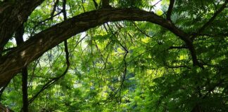 Ile kg wytrzyma sklejka? Ile kg wytrzyma sklejka?