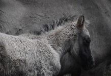 Dlaczego mam wolne ładowanie? Dlaczego mam wolne ładowanie?