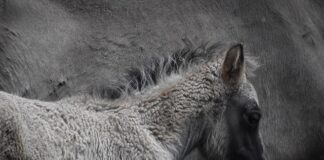 Dlaczego mam wolne ładowanie?