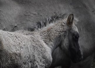 Dlaczego mam wolne ładowanie? Dlaczego mam wolne ładowanie?