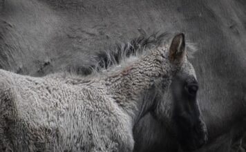 Dlaczego mam wolne ładowanie? Dlaczego mam wolne ładowanie?