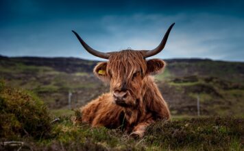 Dlaczego krowa nie może wstać po wycieleniu?