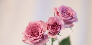 Co na 60 urodziny dla pary?