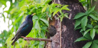 Jaki jest najsilniejszy magnes?