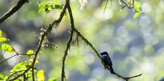 Czy jest obowiązek przeglądu kominiarskiego?