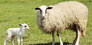 Czy czuć jak dziecko bawi się pępowina?